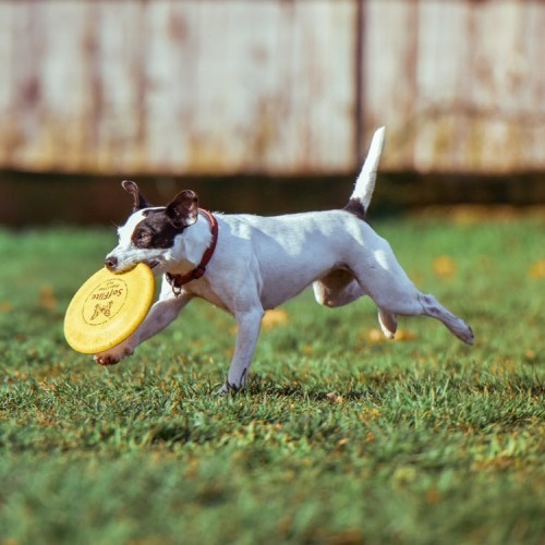 Dog Park
