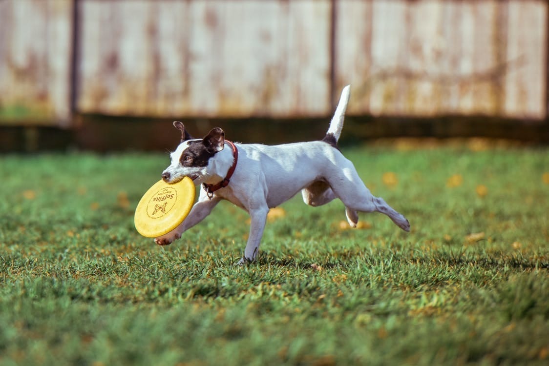 The Best Dog Parks In West Palm Beach